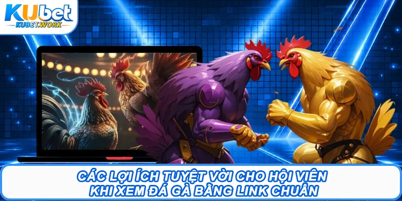 Các lợi ích tuyệt vời cho hội viên khi xem đá gà bằng link chuẩn