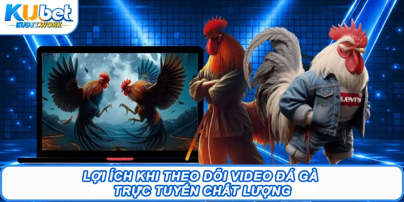 Lợi ích khi theo dõi video đá gà trực tuyến chất lượng